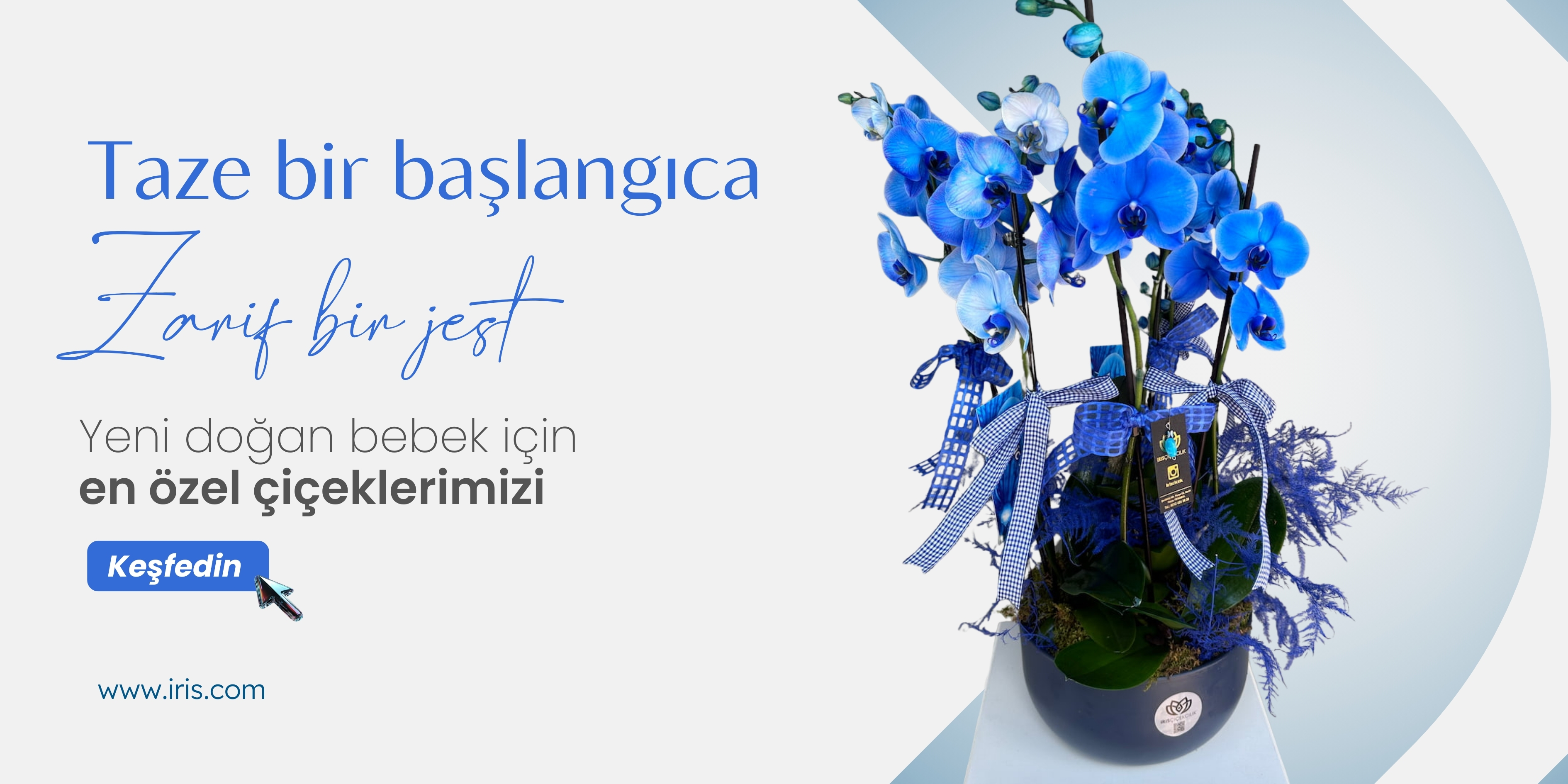 iris-yeni-dogan-cicekleri.jpg