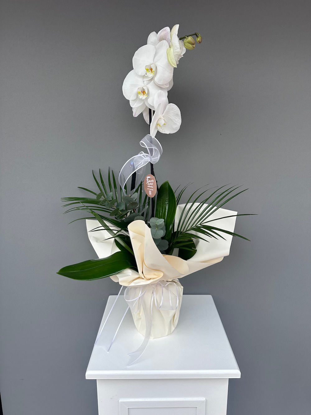 Beyaz Tek Dallı Orkide