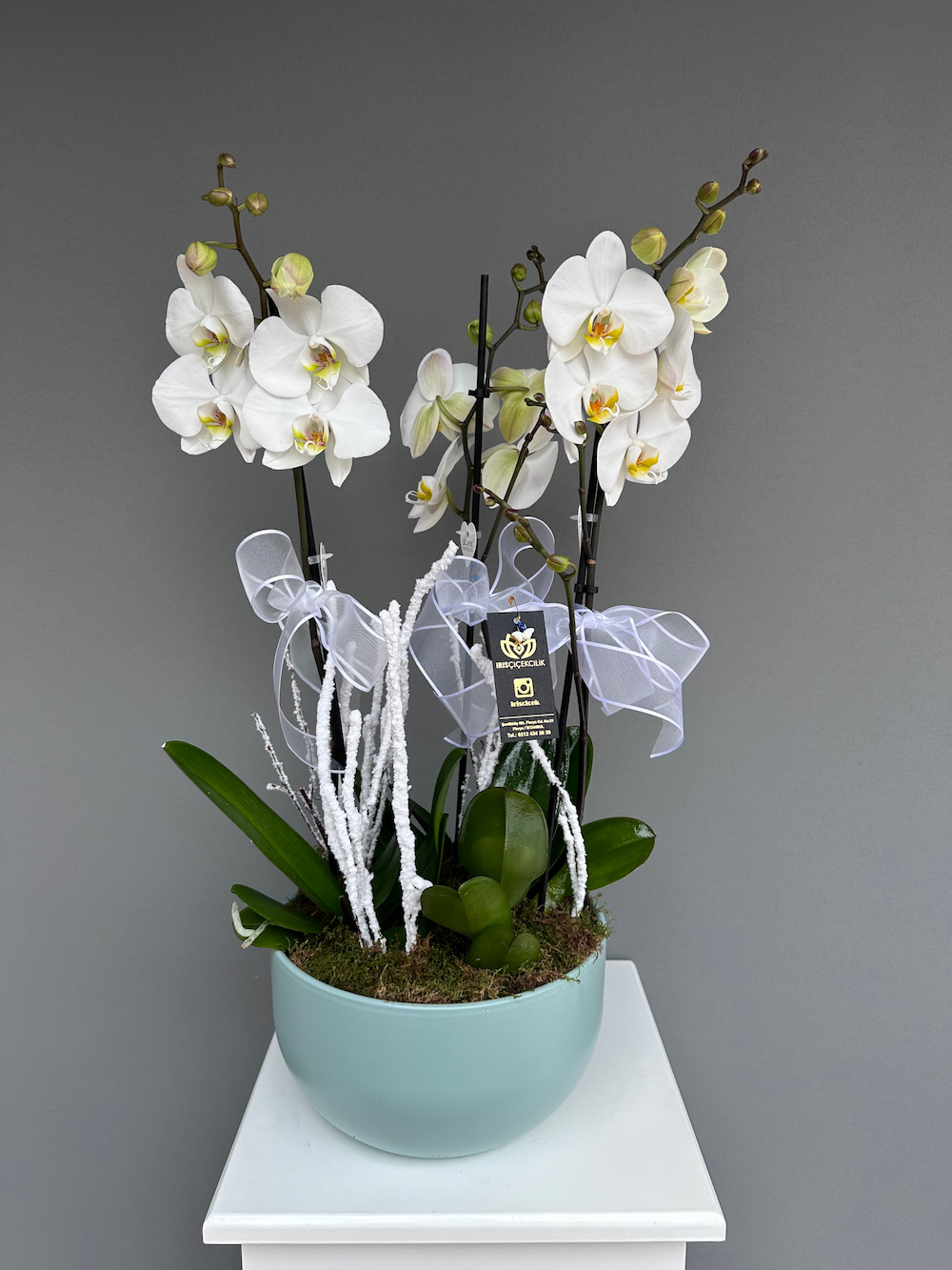 Daylight Saksıda 3 Dallı Beyaz Orkide