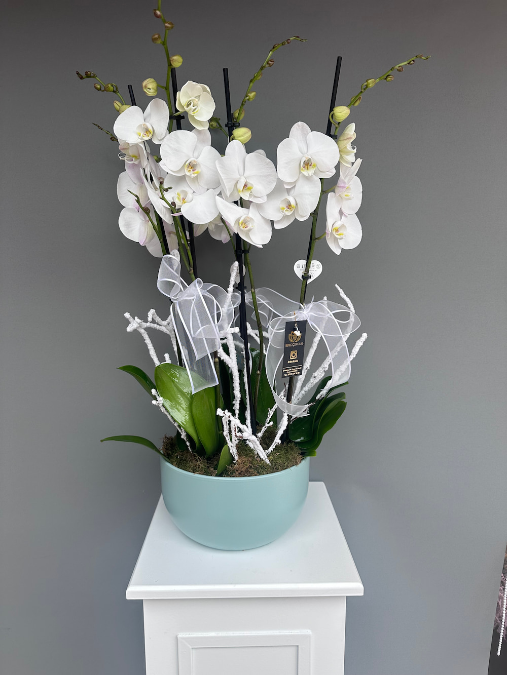 Daylight Saksıda 6 Dallı Beyaz Orkide