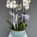 Daylight Saksıda 3 Dallı Beyaz Orkide