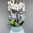 Daylight Saksıda 6 Dallı Beyaz Orkide