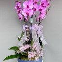 Doria Pink Saksıda 3 Dallı Pembe Orkide