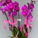 Esperance Saksıda 6 Dallı Orkide