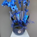 Magic Blue 4 Dallı Mavi Orkide