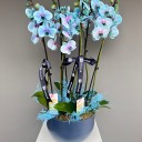 Wonder Blue Saksıda 6 Dallı Orkide
