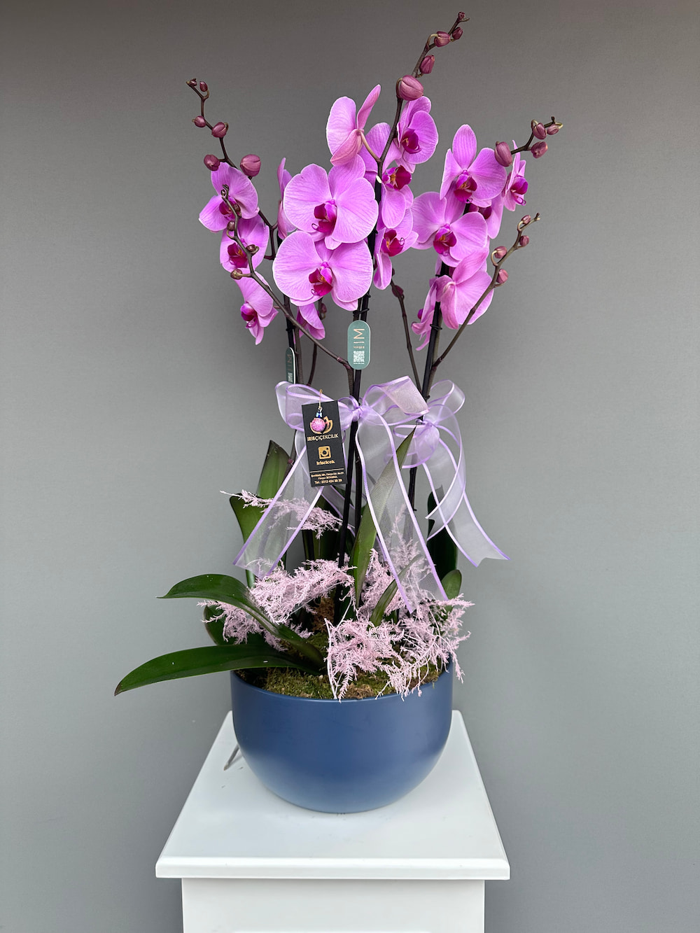 Doria Pink Saksıda 3 Dallı Pembe Orkide