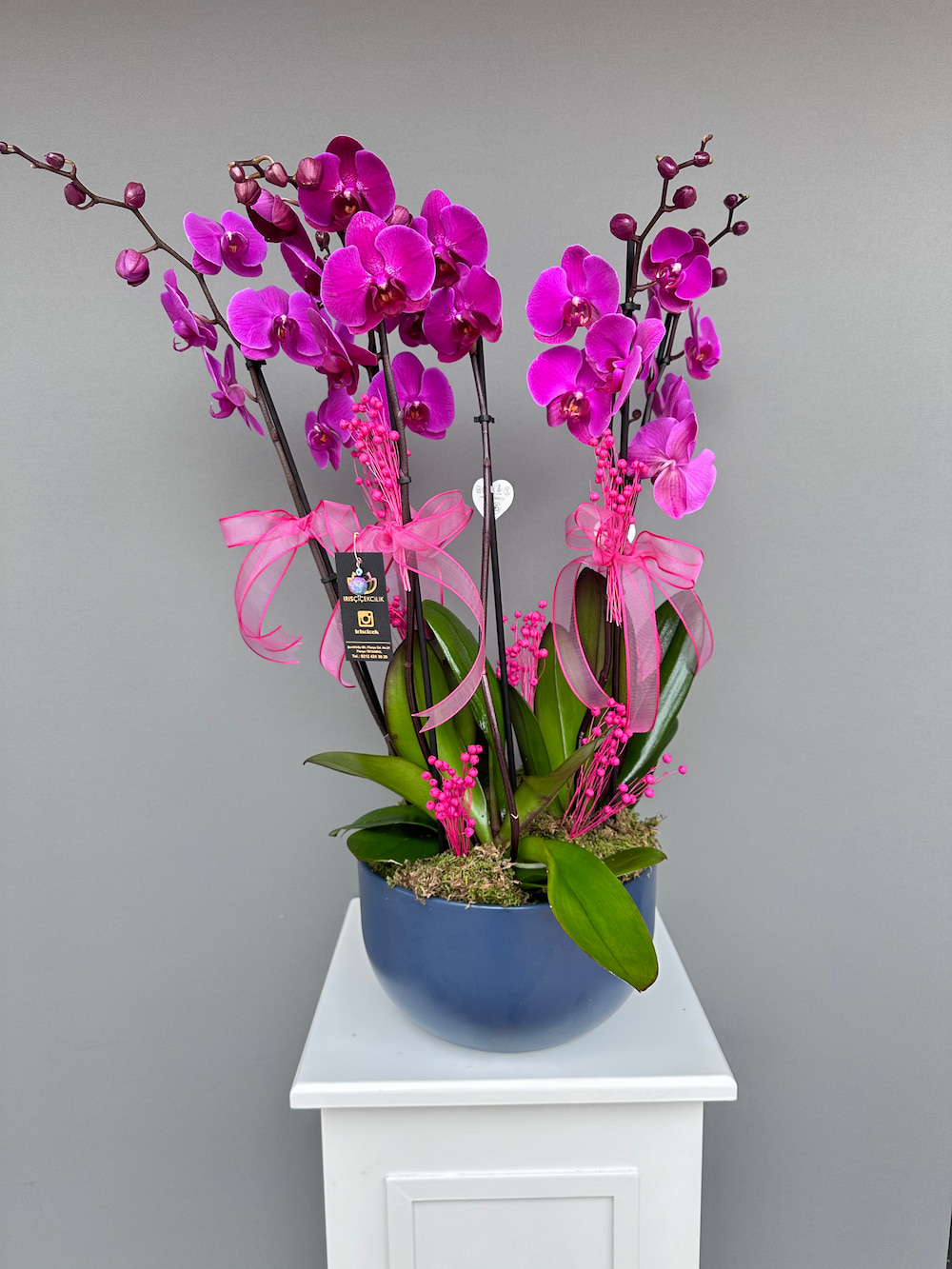 Esperance Saksıda 6 Dallı Orkide