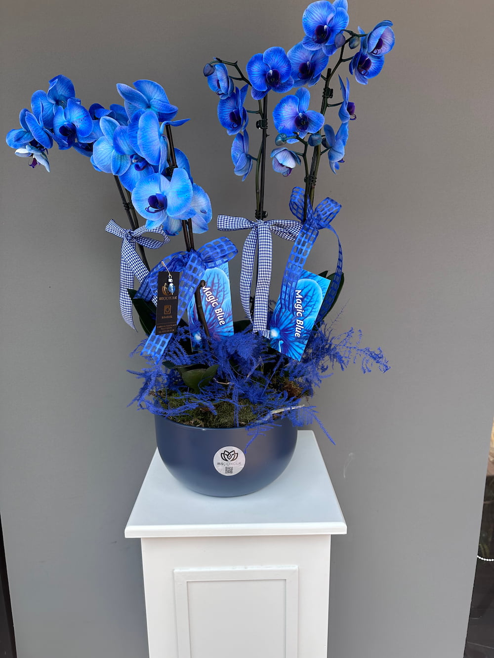 Magic Blue 4 Dallı Mavi Orkide