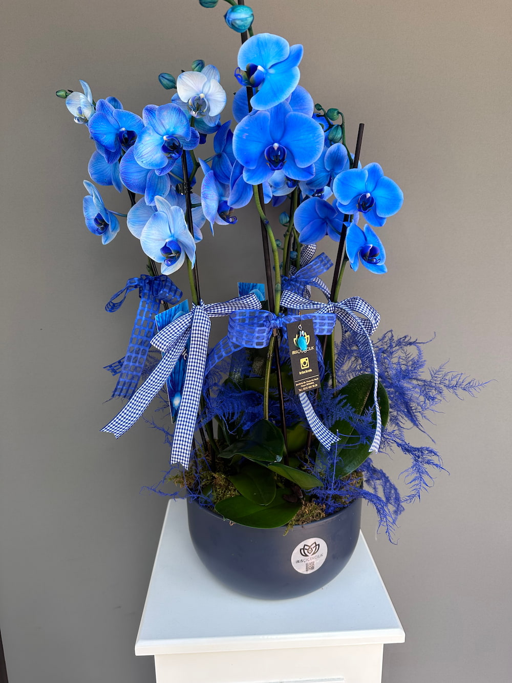 Magic Blue  6 Dallı Orkide