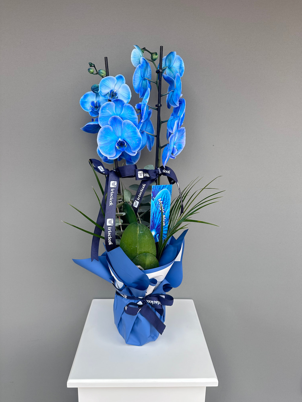 Magic Blue Çift Dallı Mavi Orkide