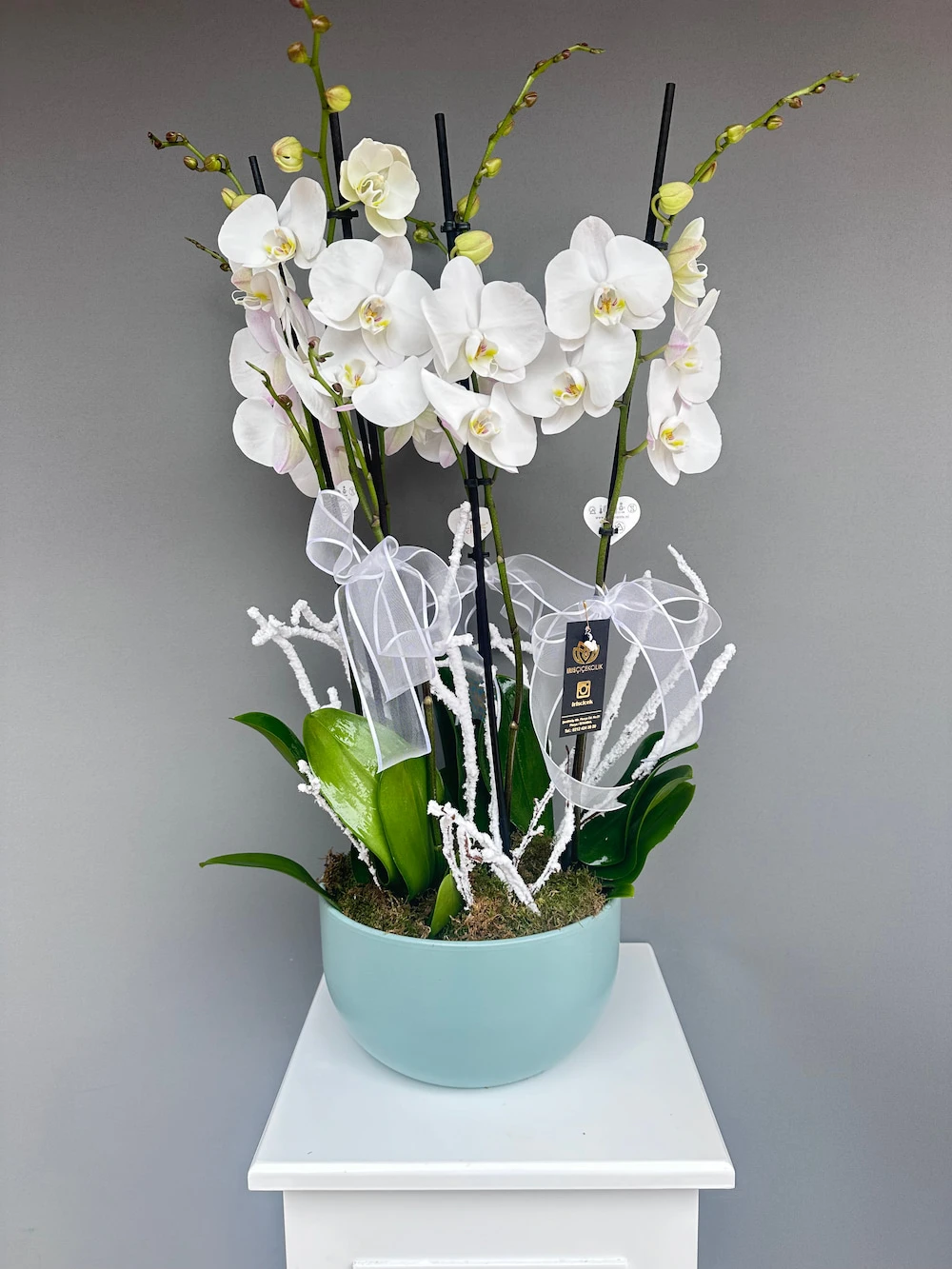 Daylight Saksıda 6 Dallı Beyaz Orkide