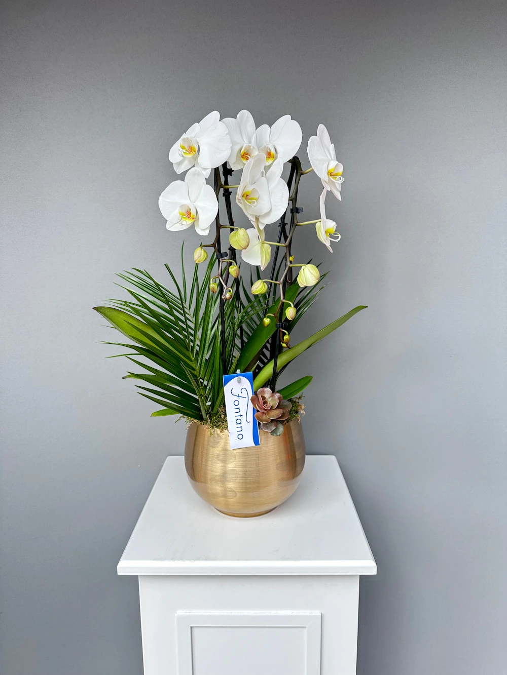 Fontana Metal Saksıda Özel Orkide