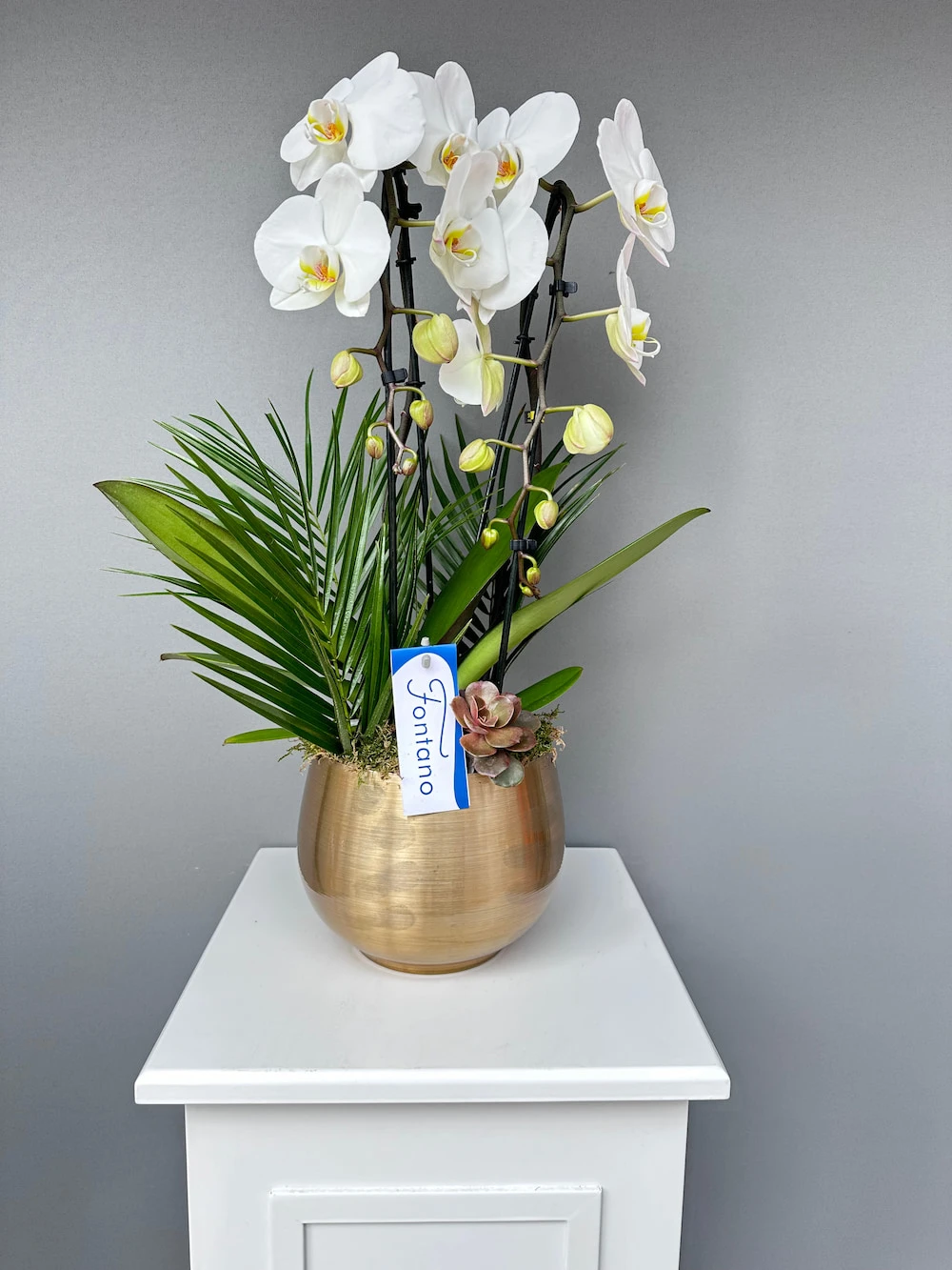 Fontana Metal Saksıda Özel Orkide