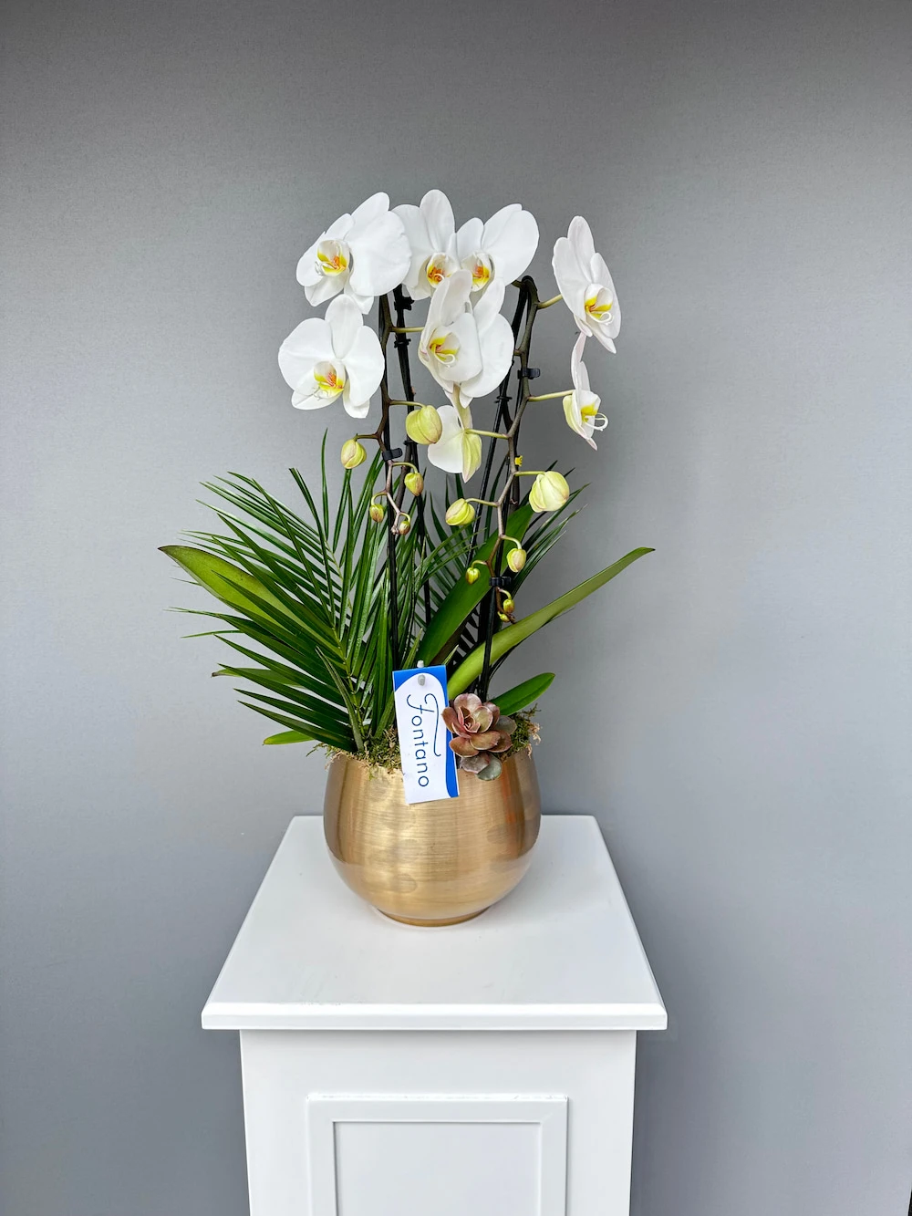 Fontana Metal Saksıda Özel Orkide