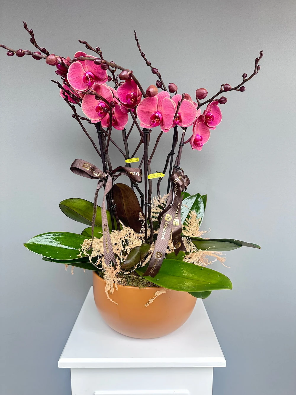 Tofffee Saksıda 6 Dallı Orkide