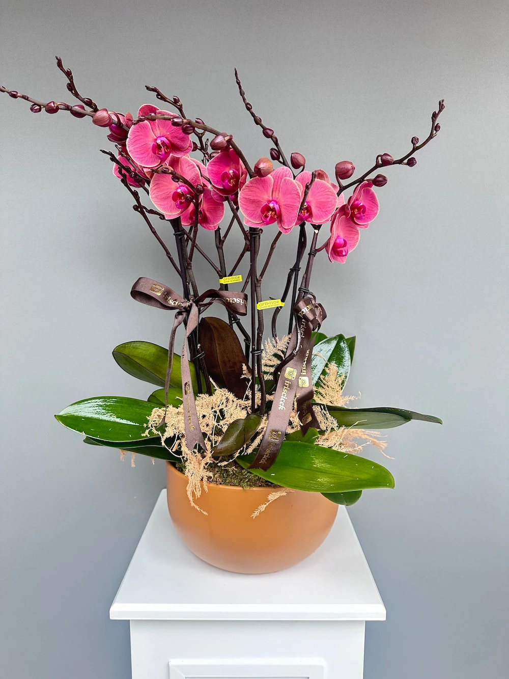 Tofffee Saksıda 6 Dallı Orkide