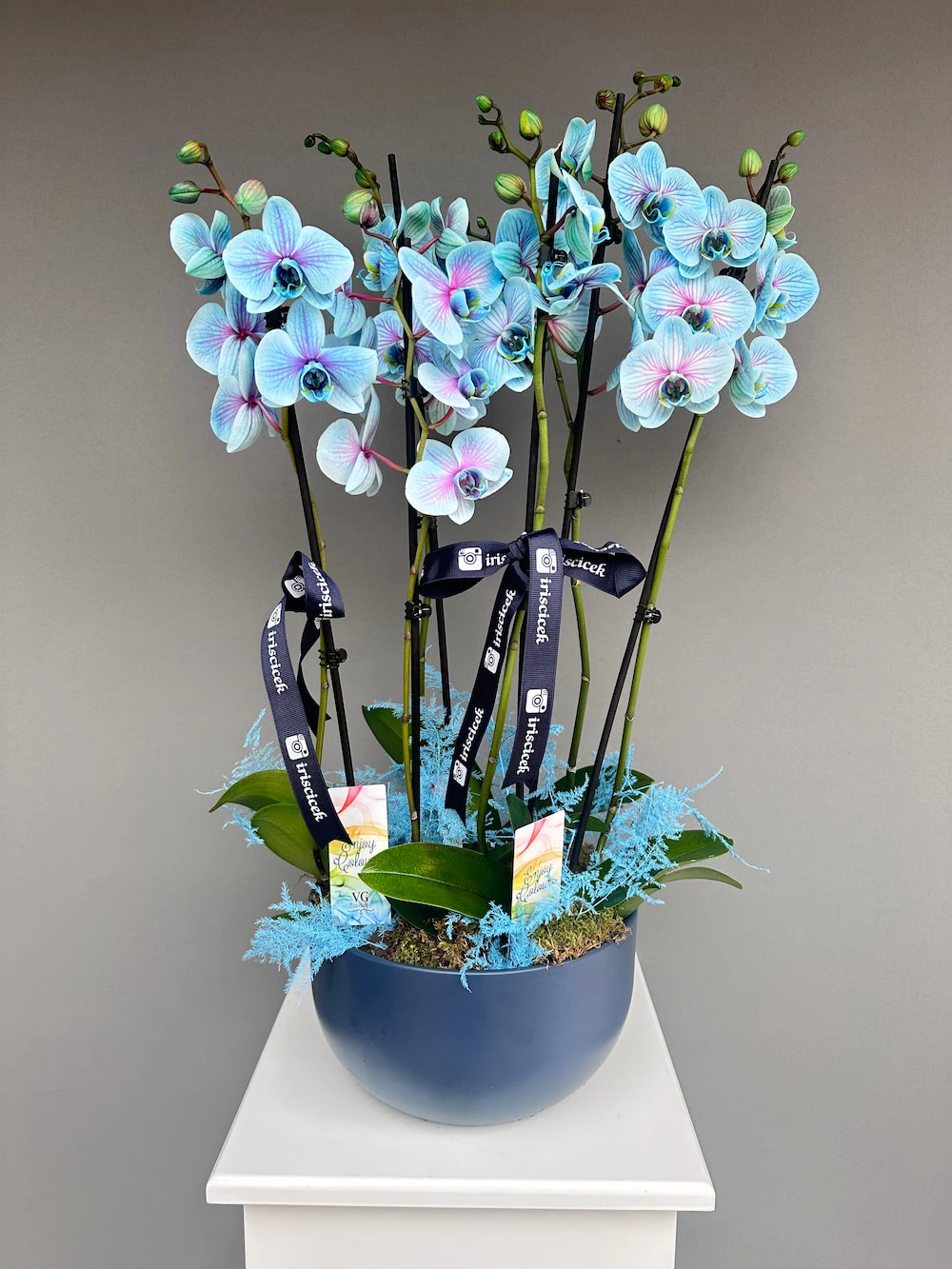 Wonder Blue Saksıda 6 Dallı Orkide