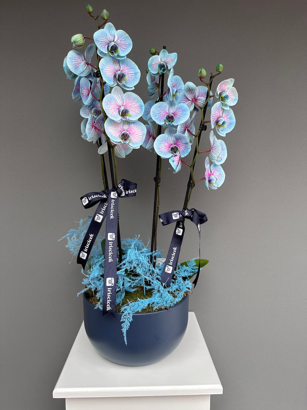 Wonder Blue Saksıda 4 Dallı Orkide