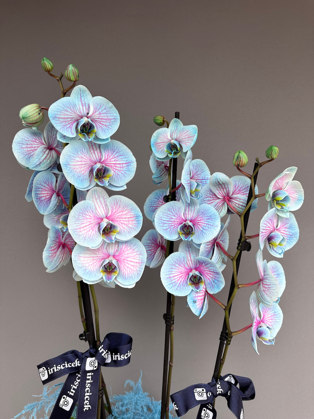 Wonder Blue Saksıda 4 Dallı Orkide