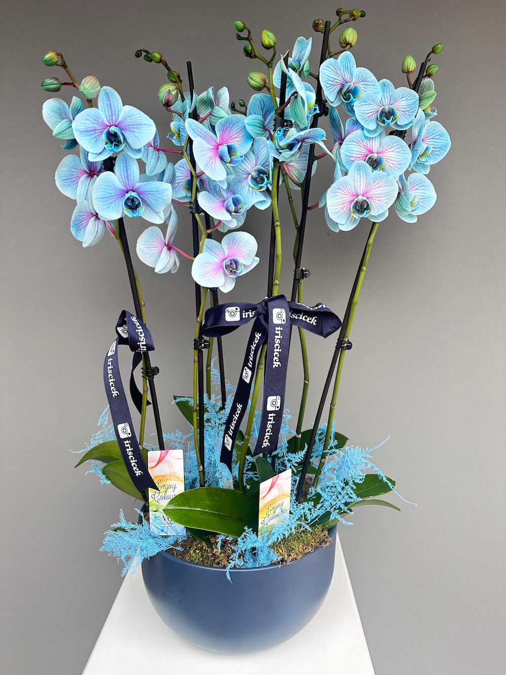 Wonder Blue Saksıda 6 Dallı Orkide